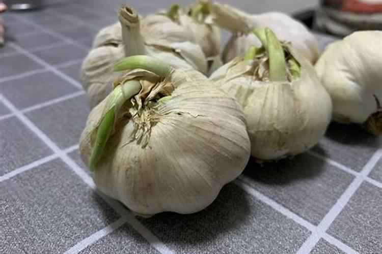 撒过磷肥可以立即种大蒜吗