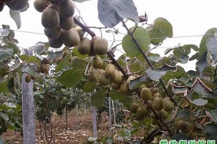 兰花有花蕾可以施肥吗,兰花施肥的六大注意事项