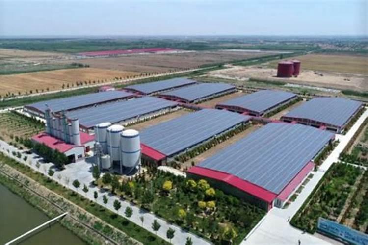 天脊16620硝酸钾水溶肥的批发价格是多少？