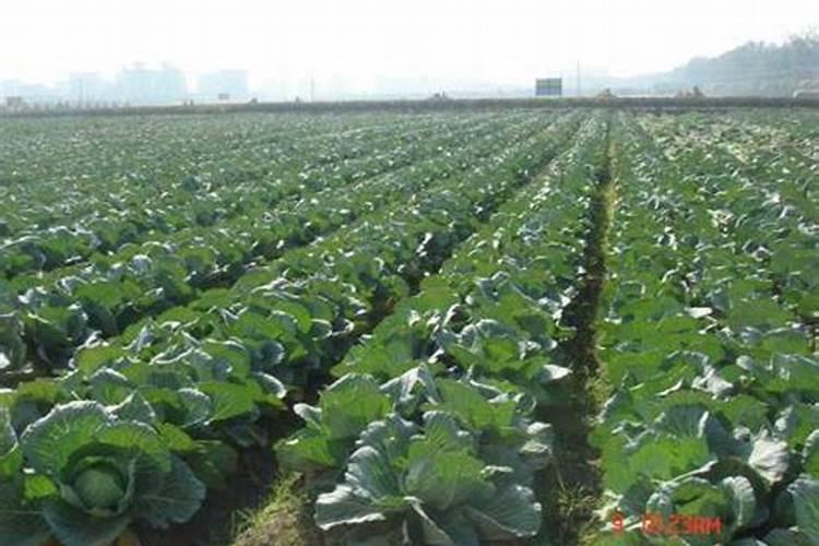 矿源黄腐酸钾怎么区分好坏？使用矿源有什么效果？能和其他肥料混用吗百 ...