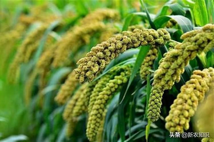 高氮高钾水溶肥什么时候使用？