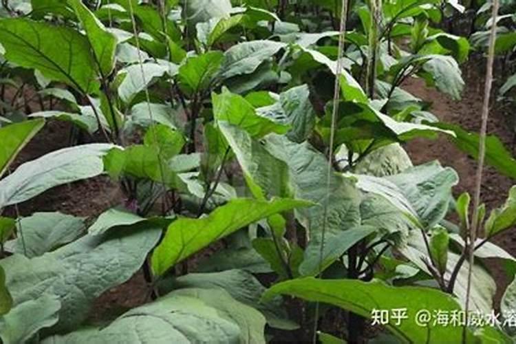 苦瓜生虫了怎么办