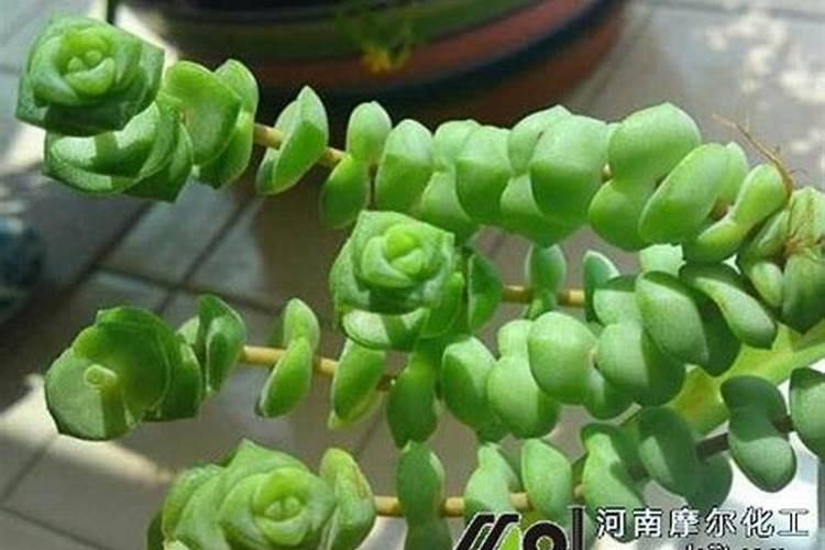 嘉施利(新疆)水溶肥有限公司怎么样？