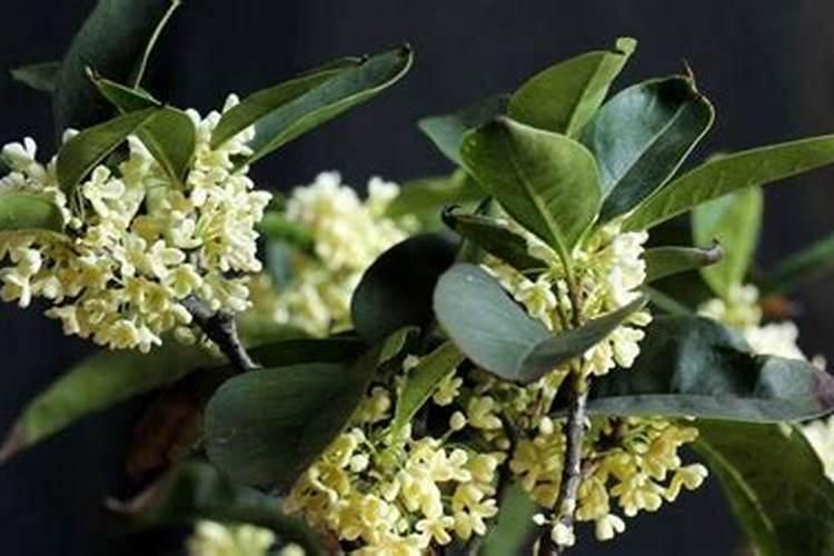 油菜追施应该在哪个阶段？给油菜浇水要注意什么呢？