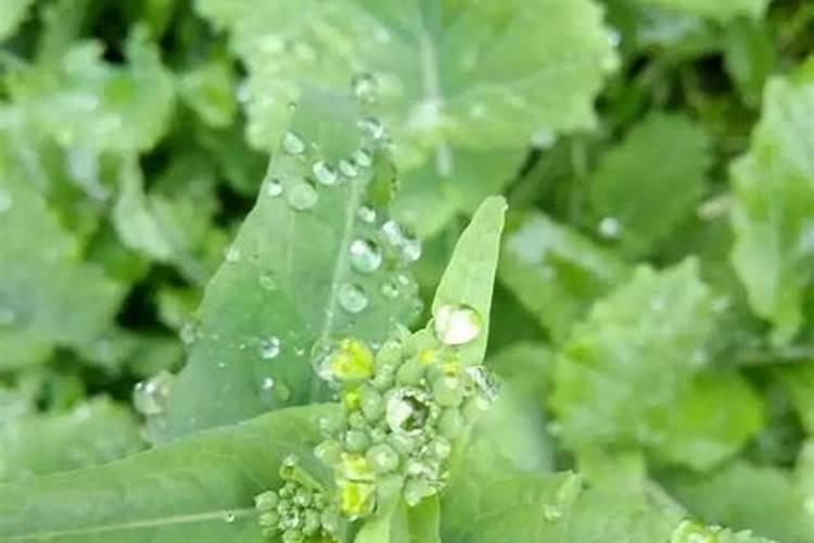 油菜抽薹期怎么施肥？用什么肥料能有稳产高产的效果？