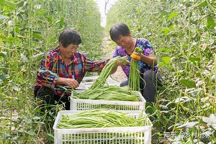 豆角追肥用什么配方的好