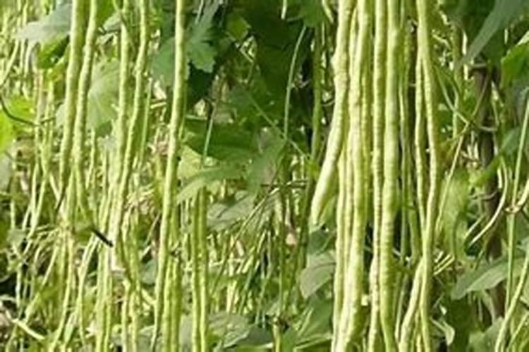 豆角施什么肥料最好