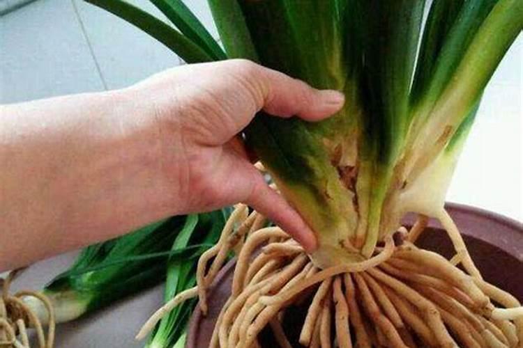 君子兰换完土什么时候可以浇l水肥？