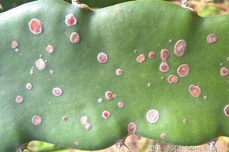 种火龙果用什么肥料好