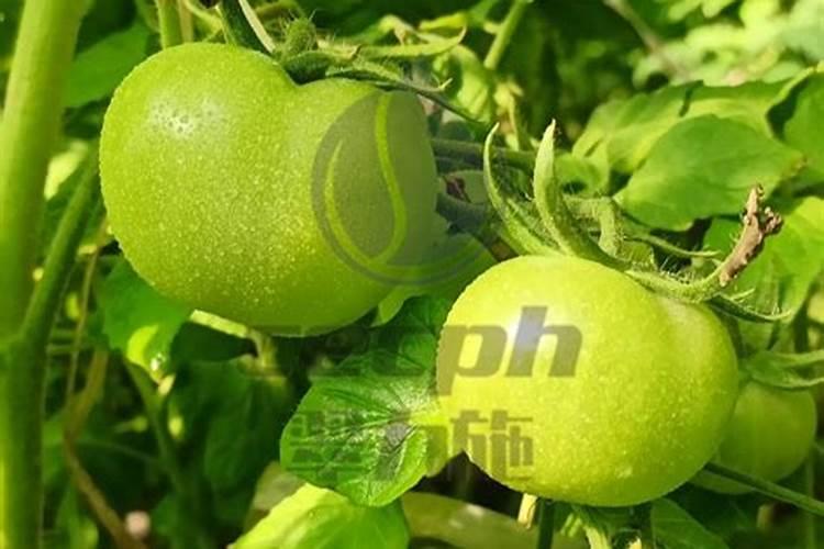西红柿喜欢什么肥长得最好