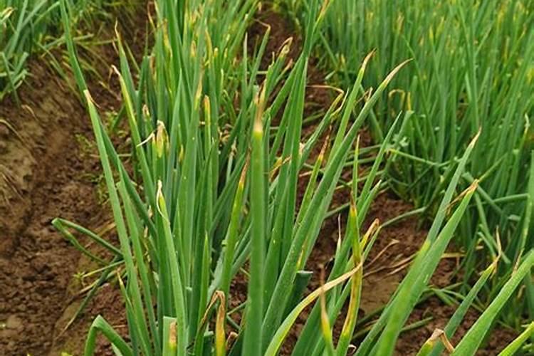 氯化钾肥料能用在什么植物上