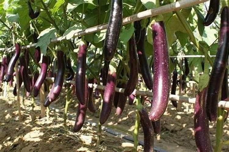 茄子施肥方法和注意事项