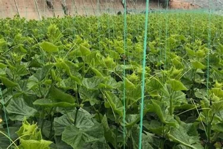 大棚种植的黄瓜,发生了肥害该怎么防治？