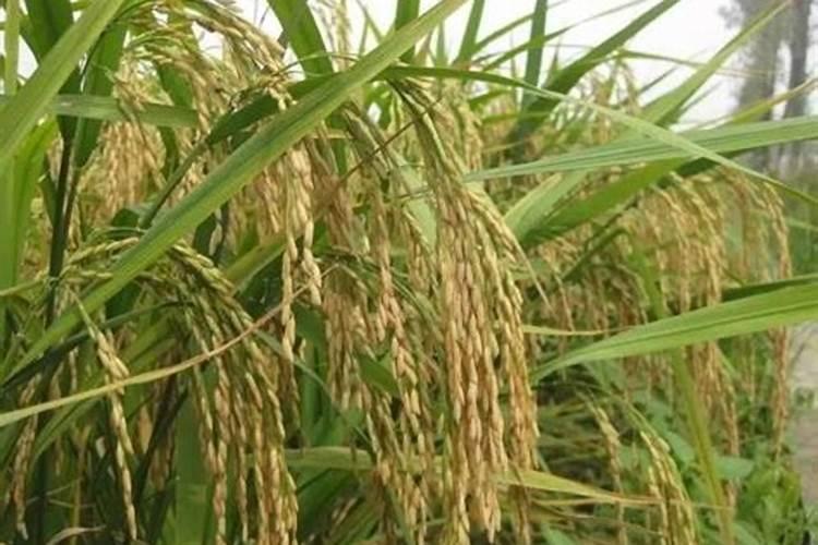 花椒树什么时候可以喷施叶面肥呢？