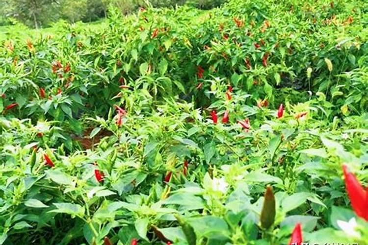 菜籽饼和花生麸,哪个肥的效更好？