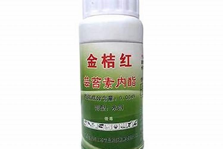 脆皮金桔孕蕾期怎么养护坐果多