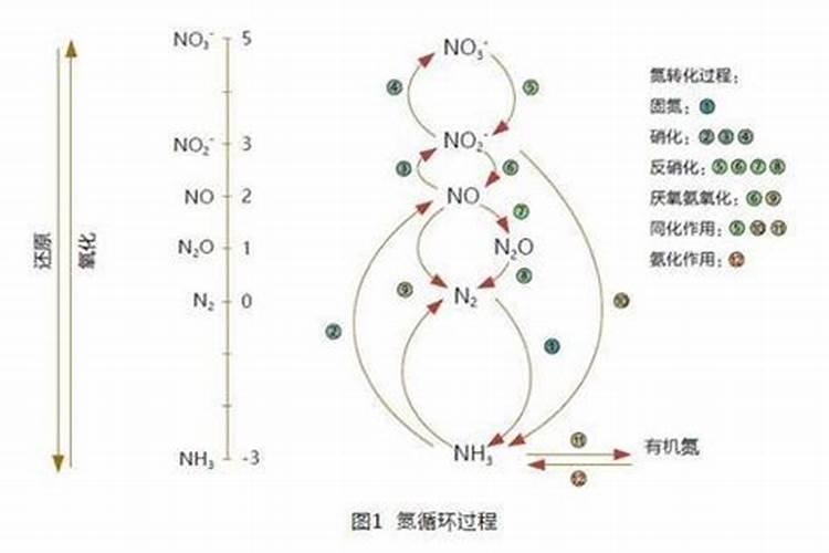 氨气和二氧化氮反应化学方程式