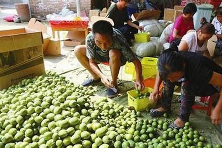 种大葱用什么肥料
