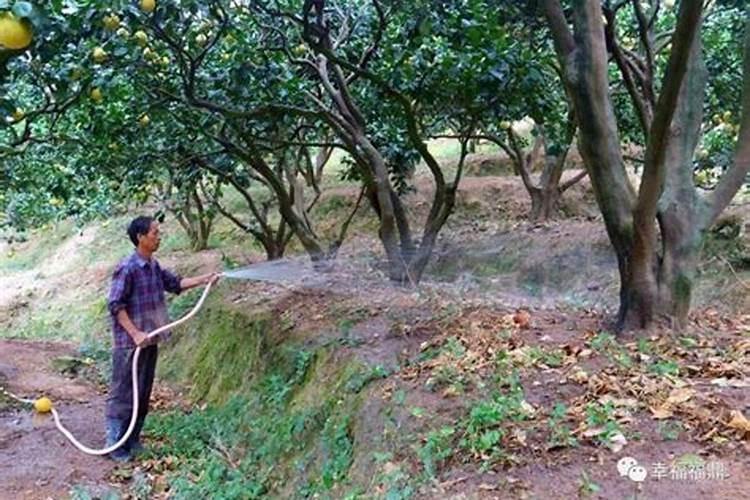 柚子树10月份用了花果灵加高磷的叶面肥喷施后落叶怎么办