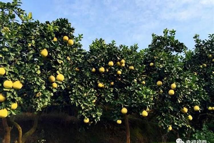 柚子树施肥多少次