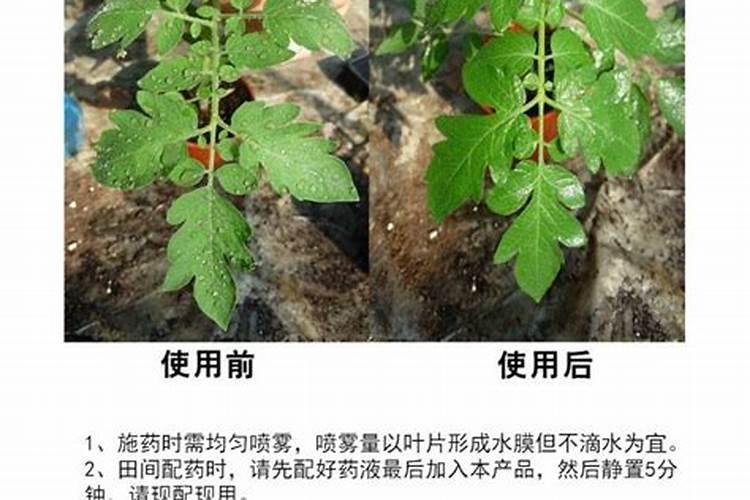 苹果树一整年到底该怎么施肥