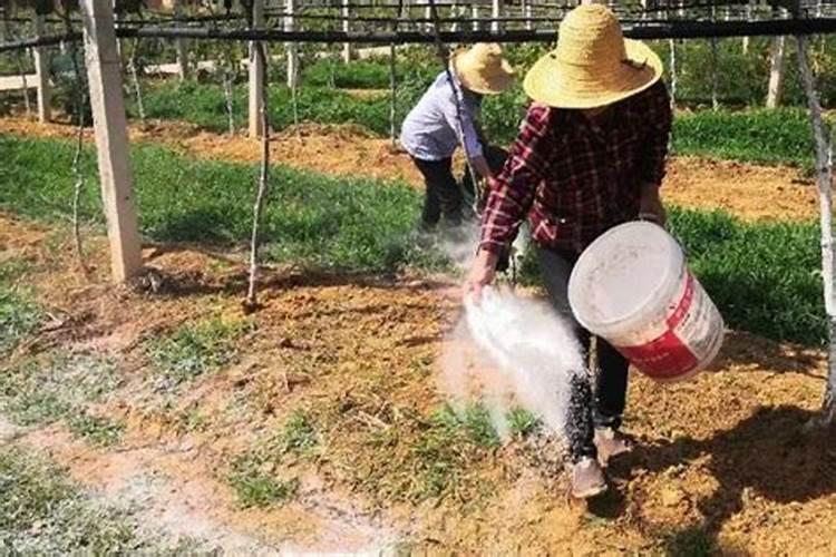 玉米苗打完除草剂后苗发黄枯萎怎么办？