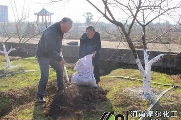 叶面肥和根部追肥有什么区别 叶面肥料可以代替根部施肥吗
