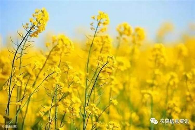 水溶肥施用后多久见效 水溶肥施完三小时后下雨有效吗