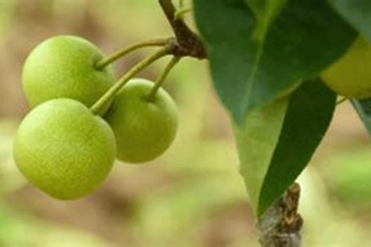 种菜用什么肥料最好