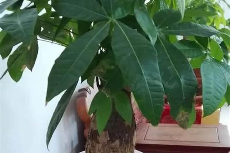 发财树如何浇水施肥最理想
