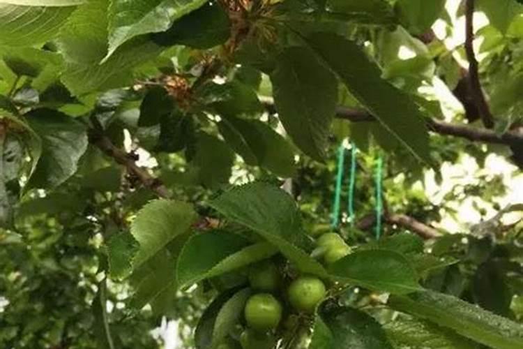 樱桃坐果的时候用什么肥料好