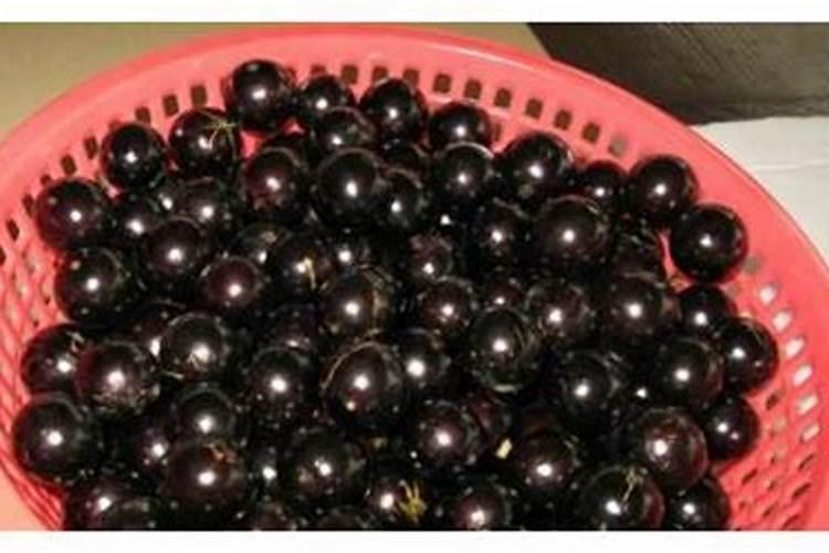 种香菜用什么肥料最好