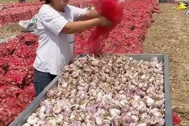 种香菜用什么肥料好