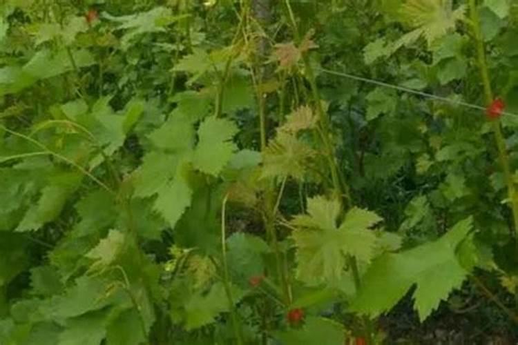 想要大面积种植豆角,豆角的水肥管理技术要点有哪些？