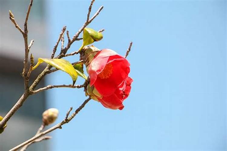 茶花怎样养护？