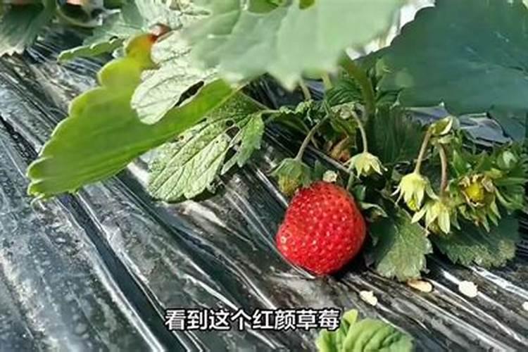 三个十五的复合肥和硝酸磷钾肥哪个肥效更好