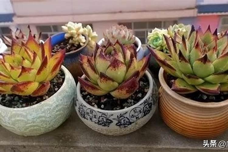 刚买的花换大盆了多久能施肥 新标题: 花的换盆和施肥周期是多久？