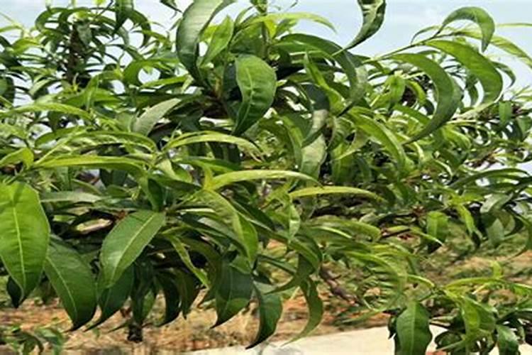 大棚番茄最全冬季施肥方案