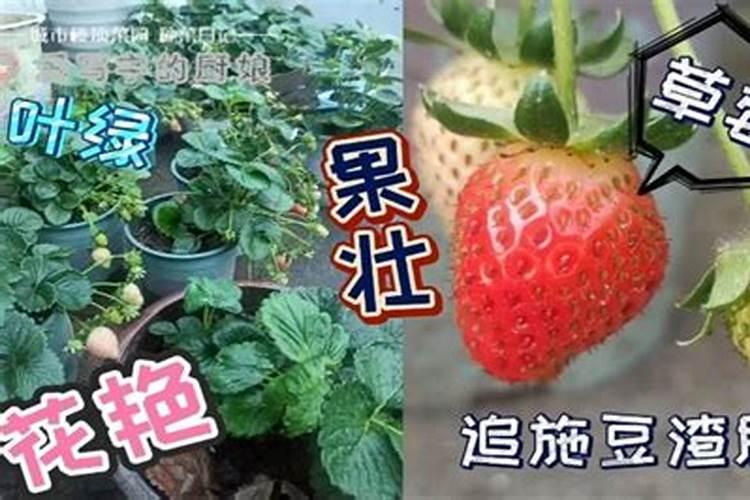 山药发芽了怎么种植