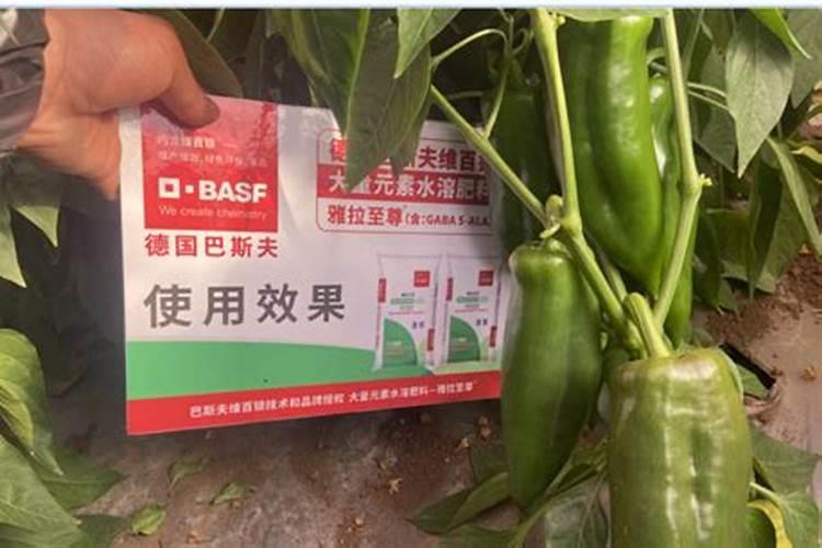 辣椒施尿素还是复合肥好