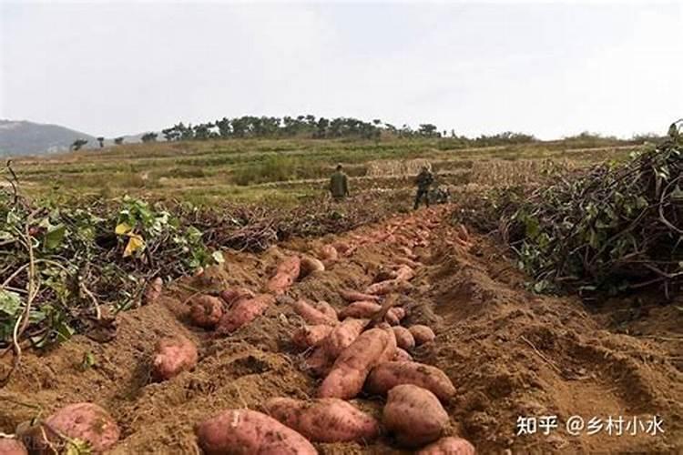 中国最好的叶面肥