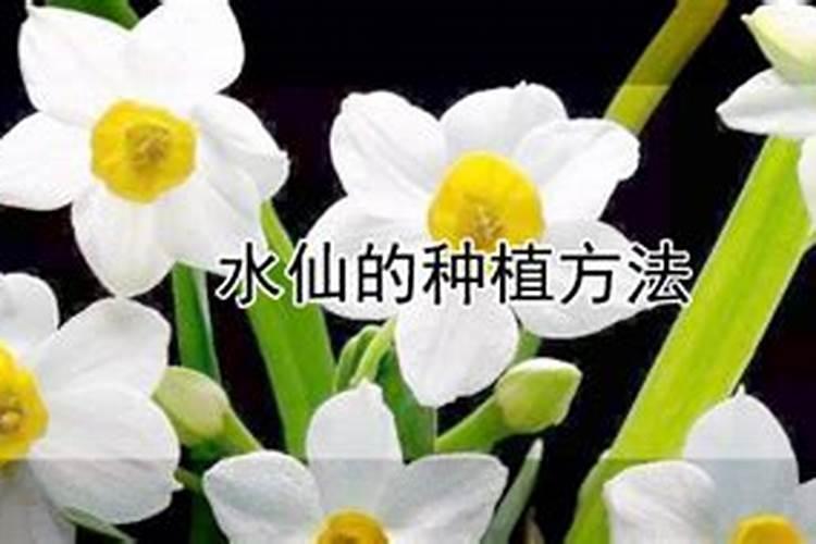 月季什么时候施肥