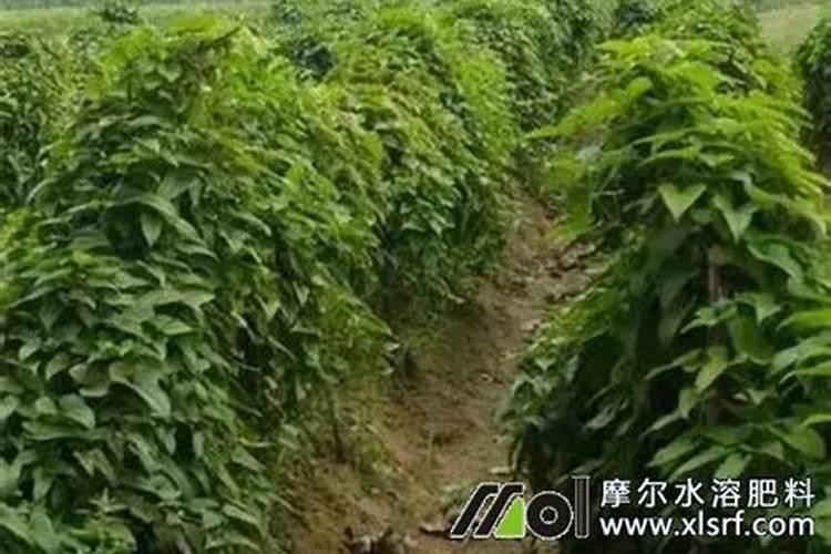 山药中后期管理技术是什么