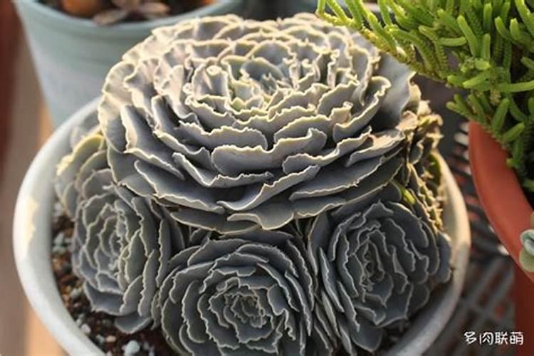 污泥制作生物有机肥需要注意哪些事项？