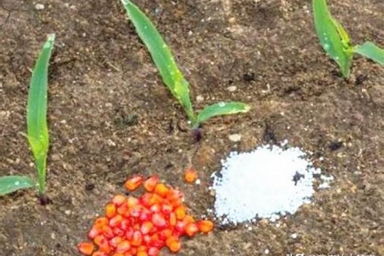 菊花花期能喷硼肥吗？