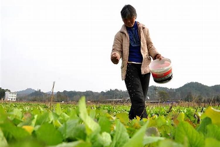 辣椒怎么浇水施肥