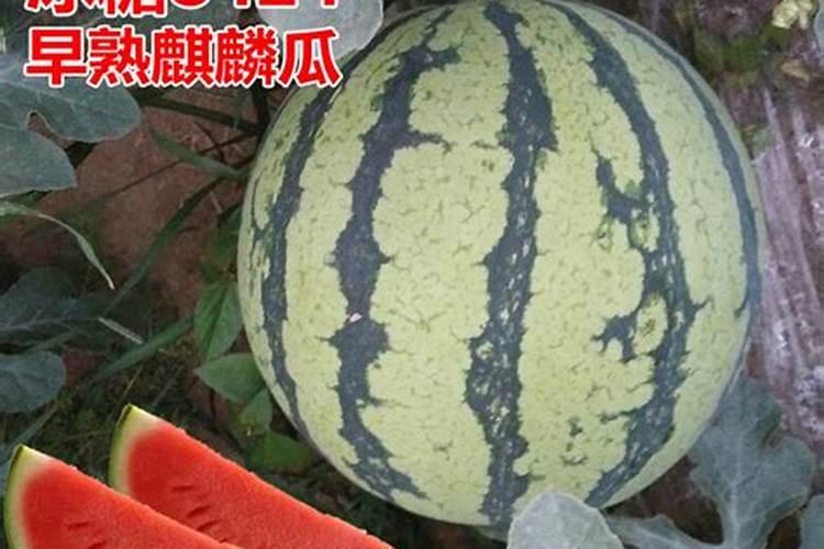 磷肥氮肥尿素复合肥的区别