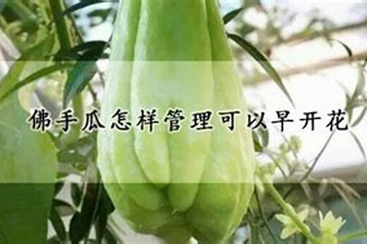 佛手瓜用什么肥料最好