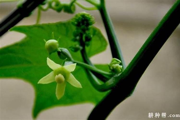 佛手瓜最好的肥料是什么？
