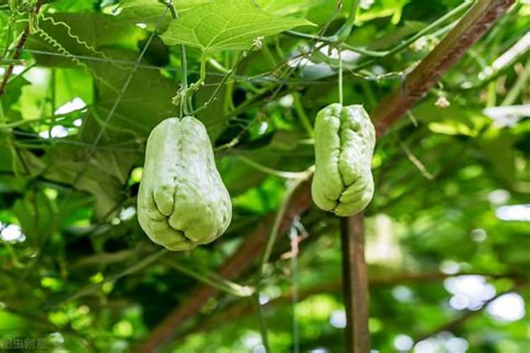 佛手瓜喜肥吗 喜欢施什么肥料